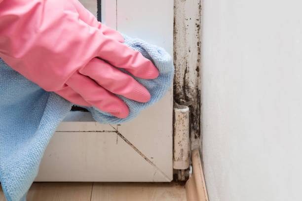 Rochelle, GA Mold Prevention & Removal  Company